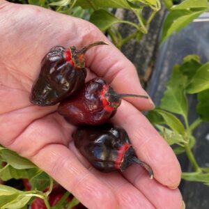 BBG MAMP Black Chilli Seeds