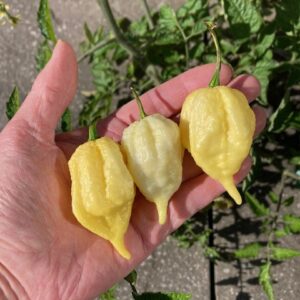 Carolina Reaper White Chilli Seeds