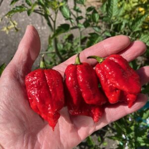 Armageddon Chilli Chilli Seeds