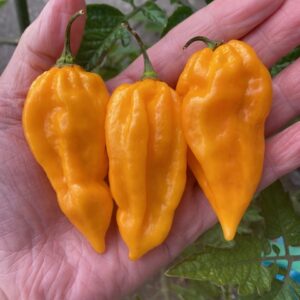 Fatalii Chilli Seeds
