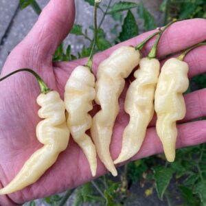 Faddas White Chilli Chilli Seeds