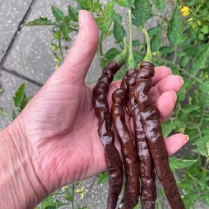Thunder Cacho Brown Chilli Seeds